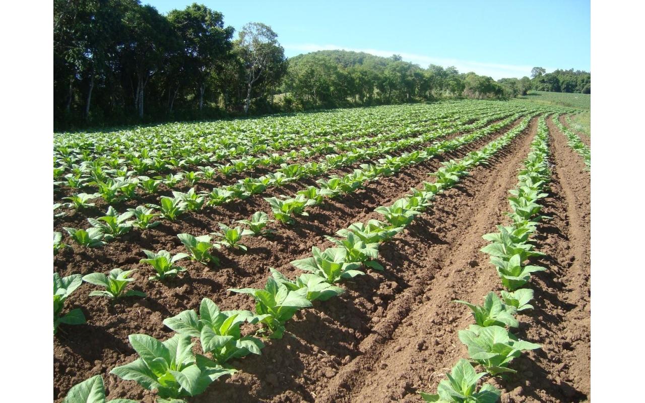 Plantação de fumo teve aumento de pelo menos 5% no Alto Vale