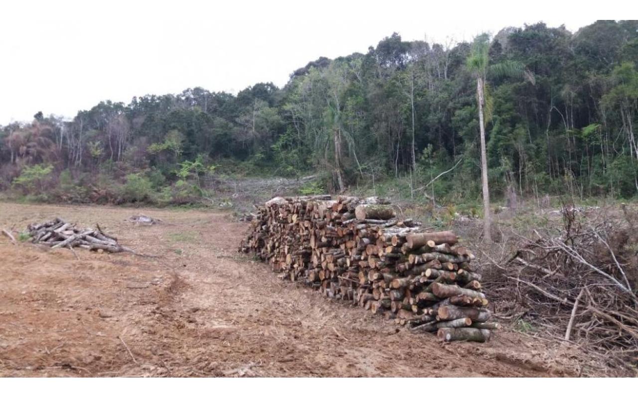 Polícia Ambiental apreende 160 metros cúbicos de madeira em Atalanta