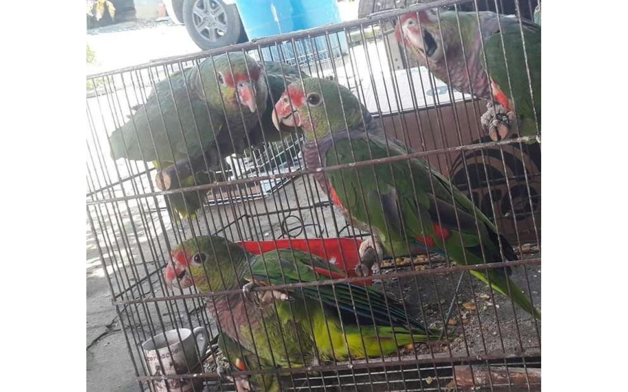 Polícia Ambiental de Rio do Sul apreende pássaros ameaçados de extinção, em Imbuia 