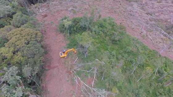 Polícia Ambiental flagra desmatamento de árvores nativas em Alfredo Wagner