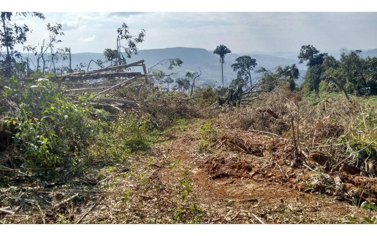Polícia Ambiental flagra desmatamento de vegetação nativa em Vidal Ramos