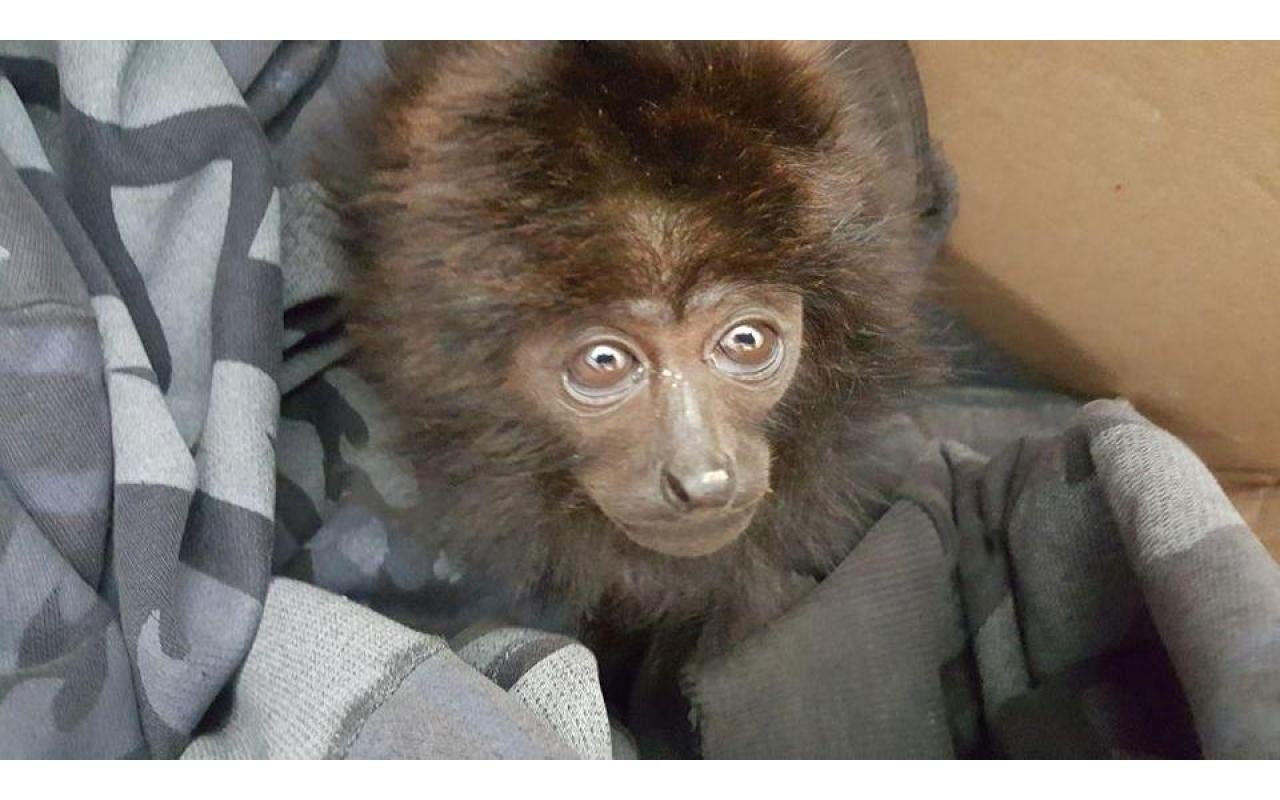 Polícia Militar Ambiental e Polícia Militar resgatam filhote de macaco em Atalanta