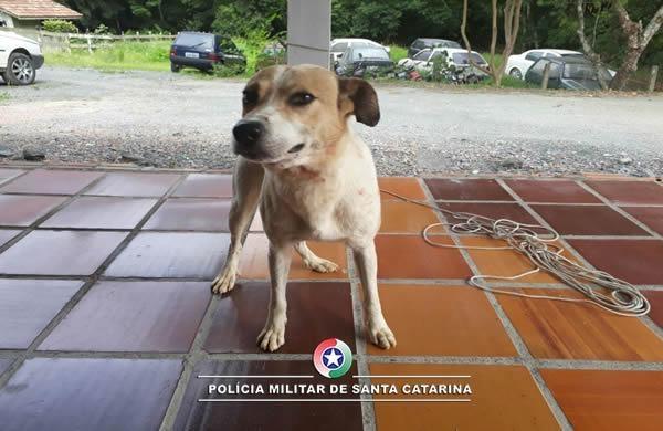Polícia Militar de Atalanta atende ocorrência envolvendo abandono de animal