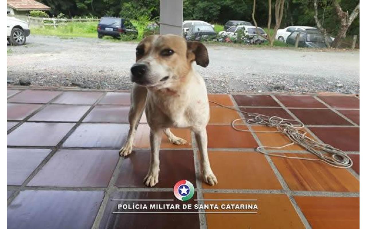 Polícia Militar de Atalanta atende ocorrência envolvendo abandono de animal