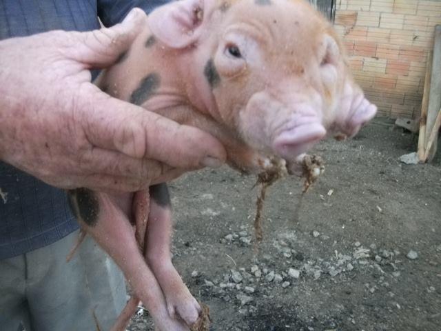 Porquinho com duas cabeças e três olhos nasce em Petrolândia
