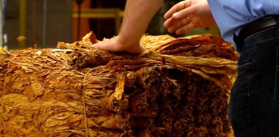 Preço médio de comercialização do tabaco cai 10% para produtores do Alto Vale