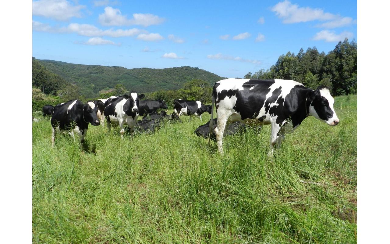 Produção de leite a base de pasto garante sustentabilidade a pequenas propriedades no Alto Vale