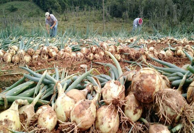 Produtores de cebola seguem organizados e não descartam realização de manifesto em praça pública na região