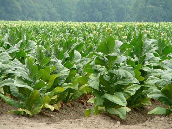 Produtores de tabaco defendem menos restrições de acesso ao Pronaf