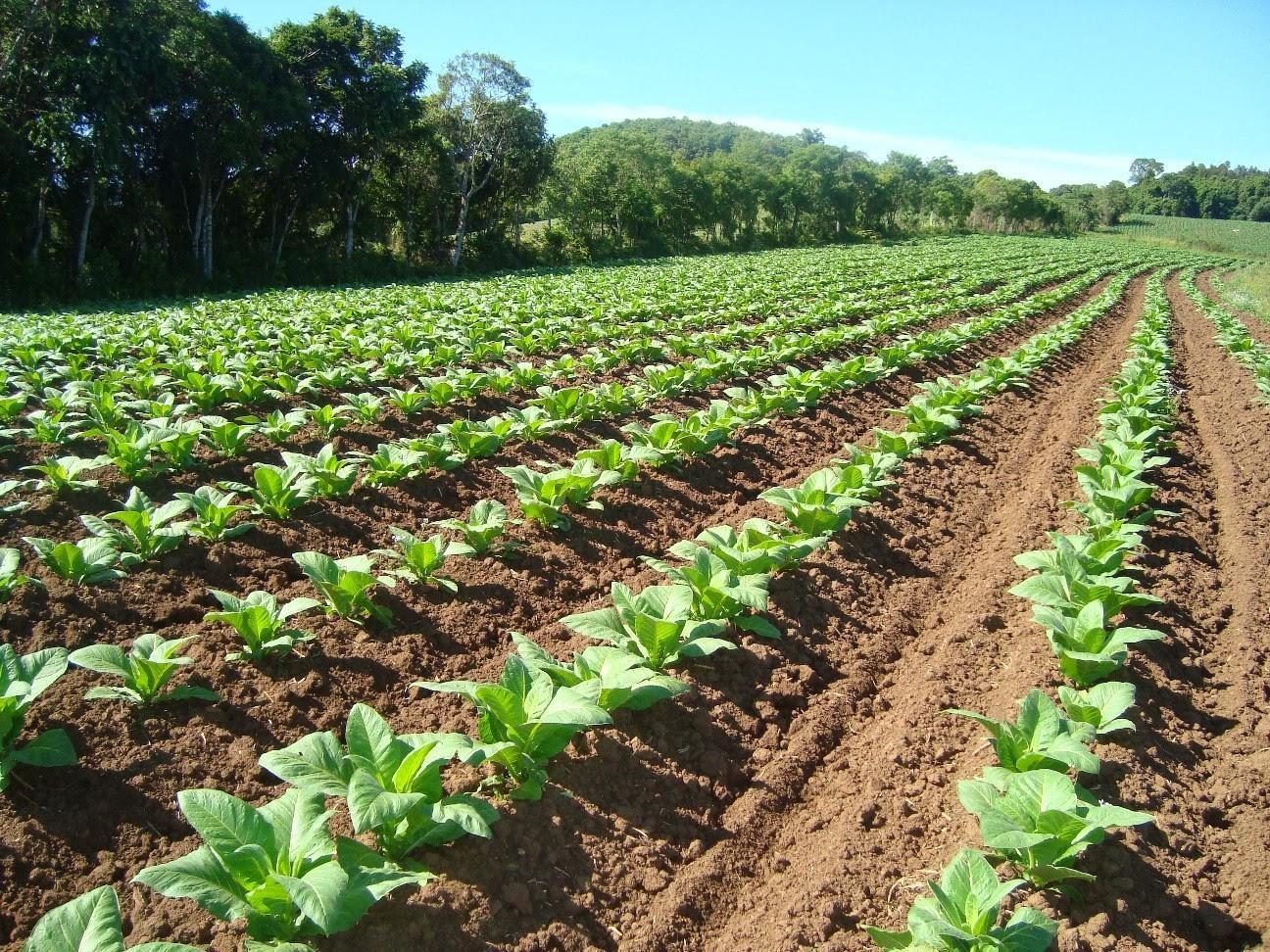 Produtores sofrem com a estiagem