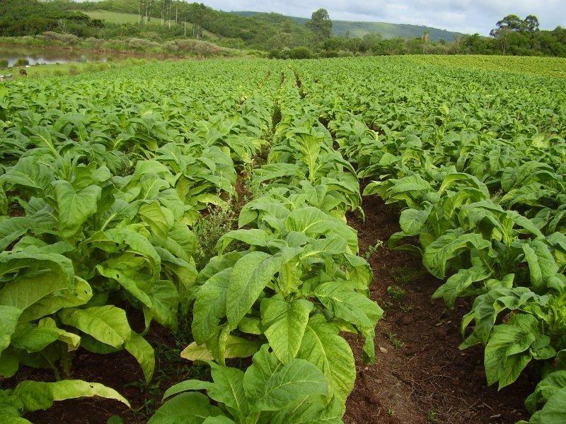 Programa Sol Rural busca dar mais qualidade de vida a produtores de fumo na Região da Cebola