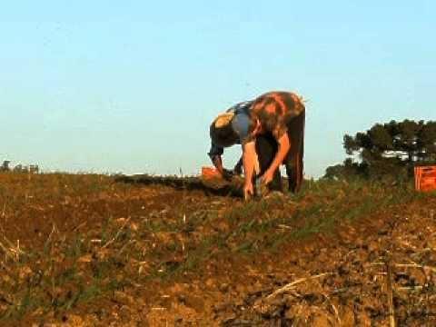 Reduz plantio direto de cebola
