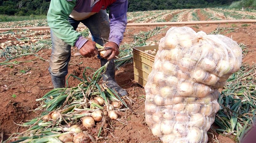 Região da Cebola promove ato para pedir renegociação de dívidas e defesa da produção nacional