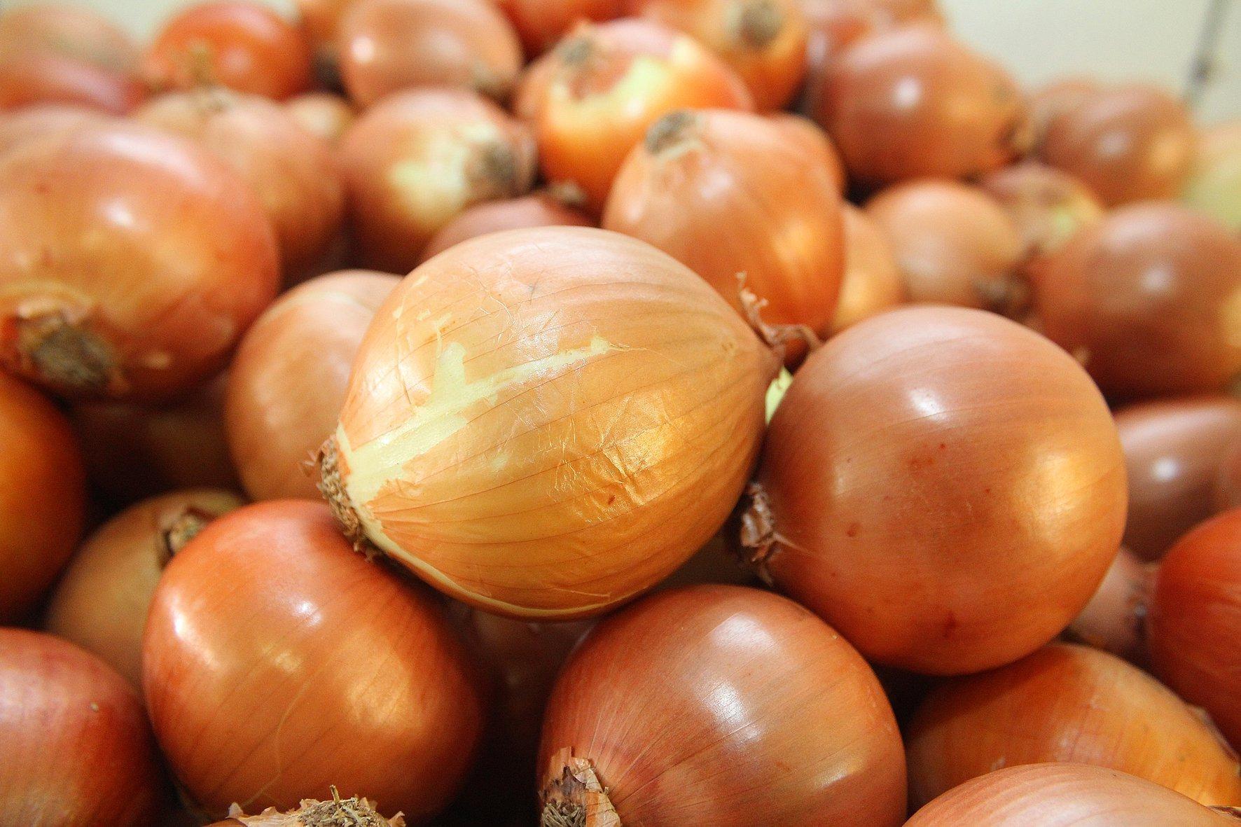 Confirmada super safra de cebola em Santa Catarina