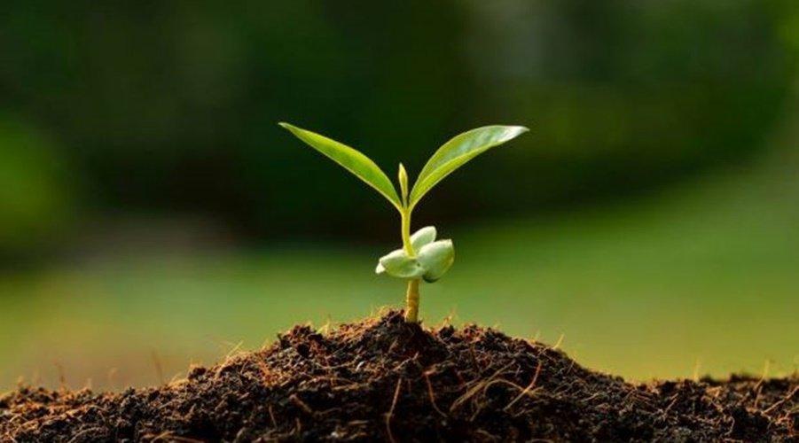 Secretaria de Agricultura e Meio Ambiente lança programa Plante Árvore em Ituporanga