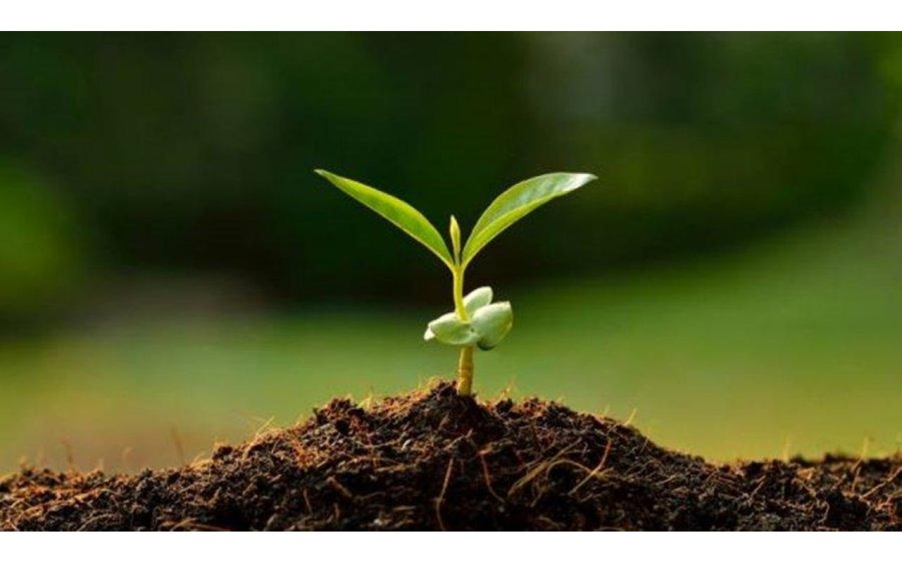 Secretaria de Agricultura e Meio Ambiente lança programa Plante Árvore em Ituporanga