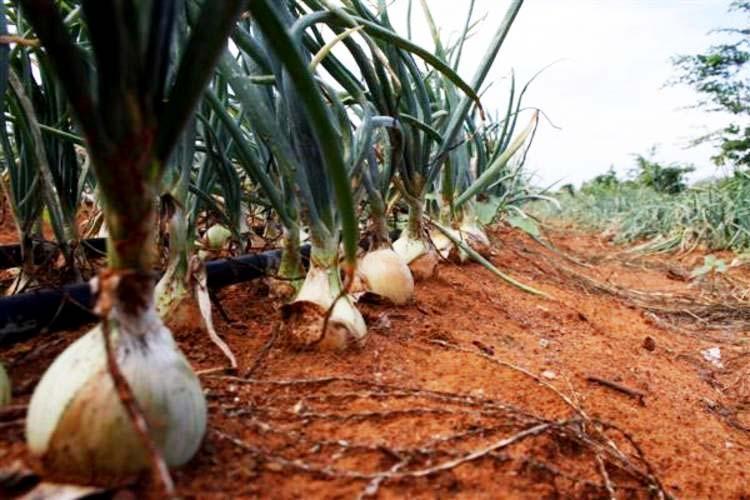 Seminário Nacional da Cebola será realizado em abril