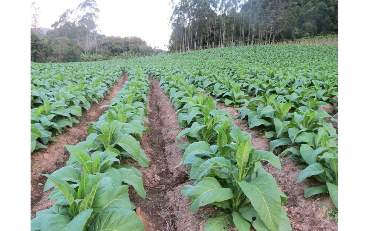Sinditabaco orienta plantio de milho, feijão e pastagens pós-colheita de tabaco 