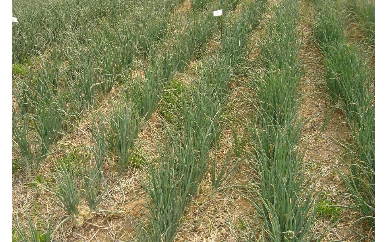 Sistema de Plantio Direto de Hortaliças reduz custo de produção em Ituporanga
