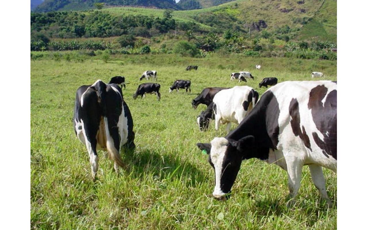 Unidade de referência técnica em Leoberto Leal estimula à produção de leite a base de pasto