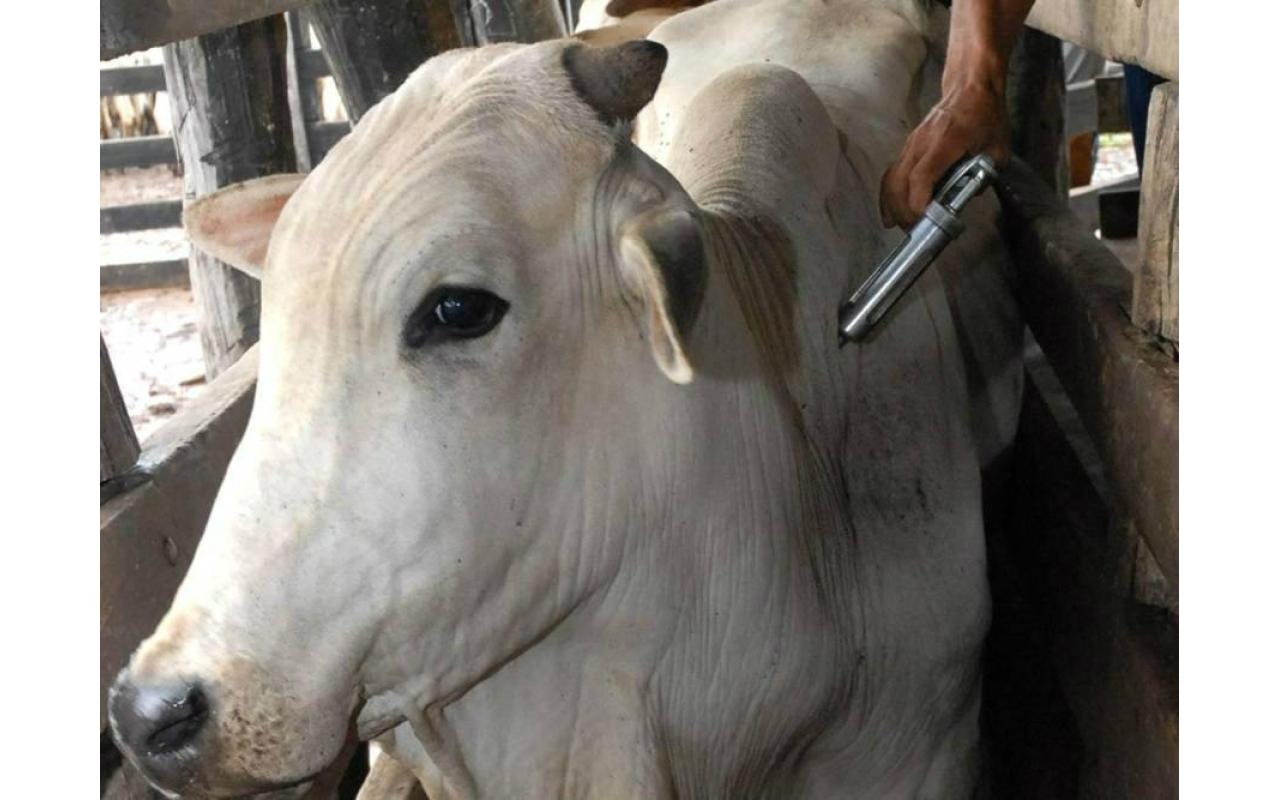Vidal Ramos inicia aplicação de segunda dose de vacina contra raiva e carbúnculo em bovinos