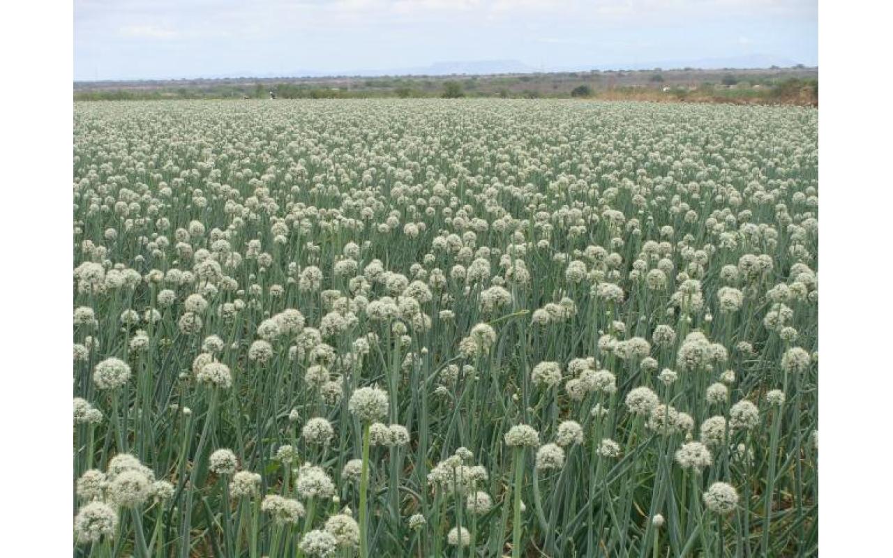 Nova cultivar de cebola desenvolvida pela Epagri de Ituporanga chega ao mercado em 2025