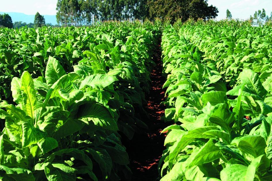 Nova rodada de negociações sobre o preço do tabaco ocorre nesta semana