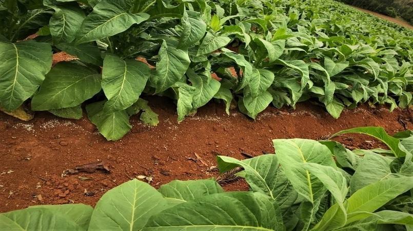 Nova safra de tabaco tem aumento de área plantada