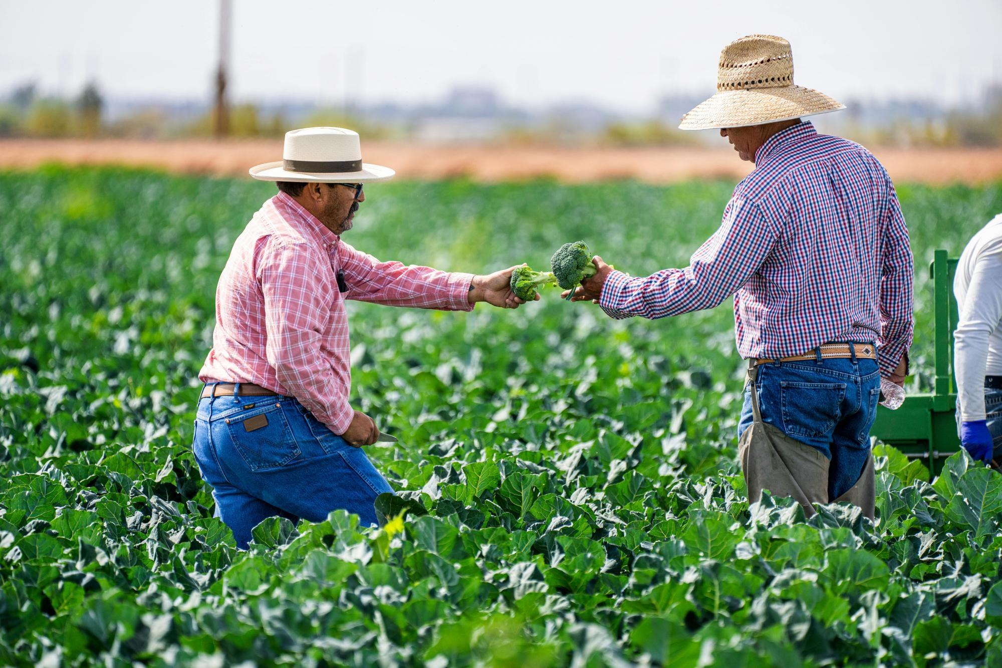 Nova versão do Cadastro Nacional da Agricultura Familiar será lançada amanhã