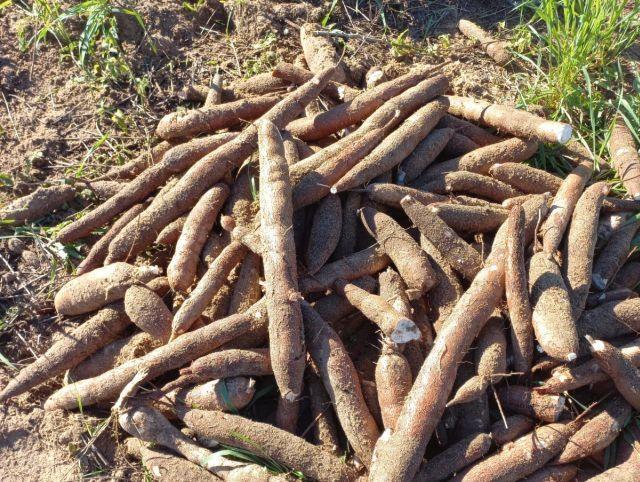 Novos cultivares de mandioca da Epagri já disponíveis para agricultores catarinenses