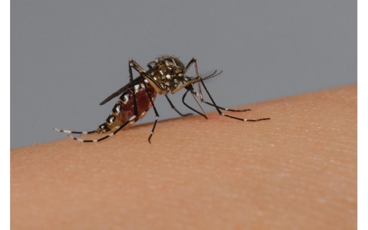 Número de casos de dengue em SC passa dos 250 em 2019