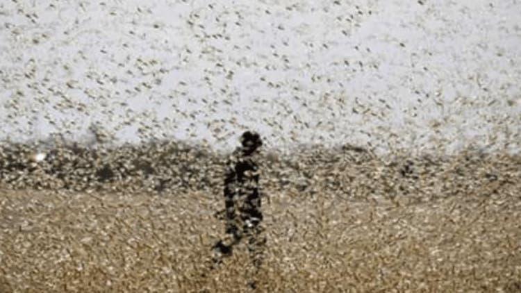Nuvem de gafanhotos coloca Santa Catarina em estado de emergência fitossanitária