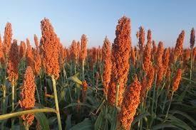 O sorgo é um cereal que vem ganhando cada vez mais espaço na agricultura brasileira