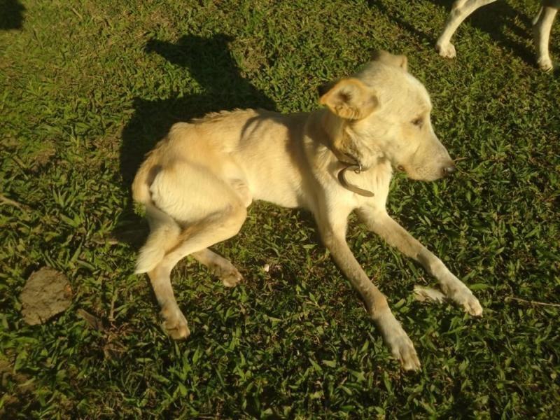 Oito cães e dois cavalos são resgatados de situação de maus-tratos em Rio do Sul