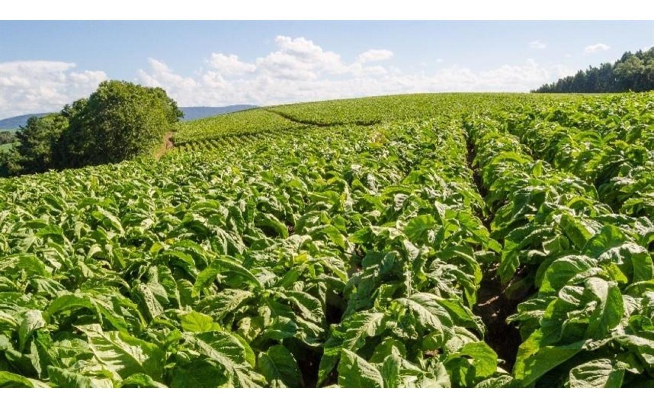 Oscilação da temperatura prejudica desenvolvimento do tabaco nas lavouras no Alto Vale