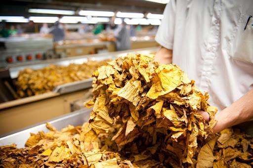 Parte das empresas fumageiras deve antecipar a compra de tabaco neste ano