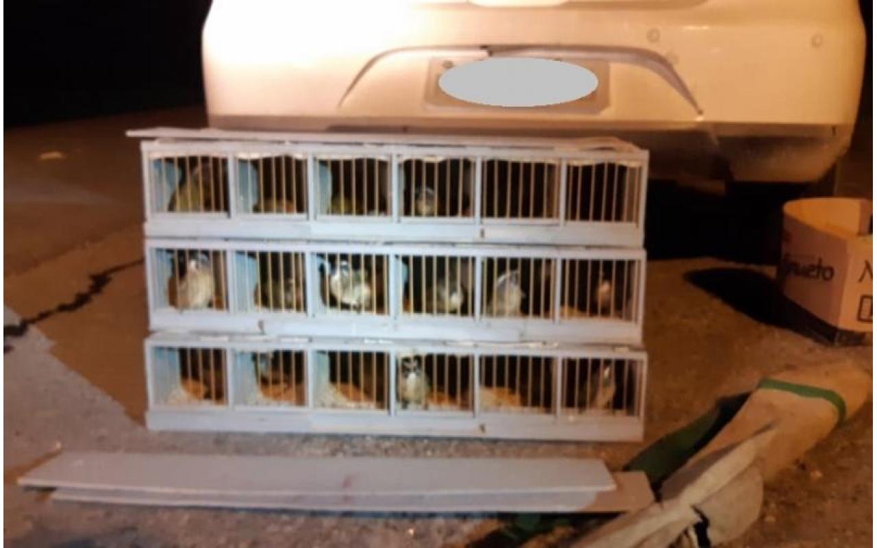 Pássaros silvestres capturados no Alto Vale são encontrados em carro na BR-470, em Blumenau 