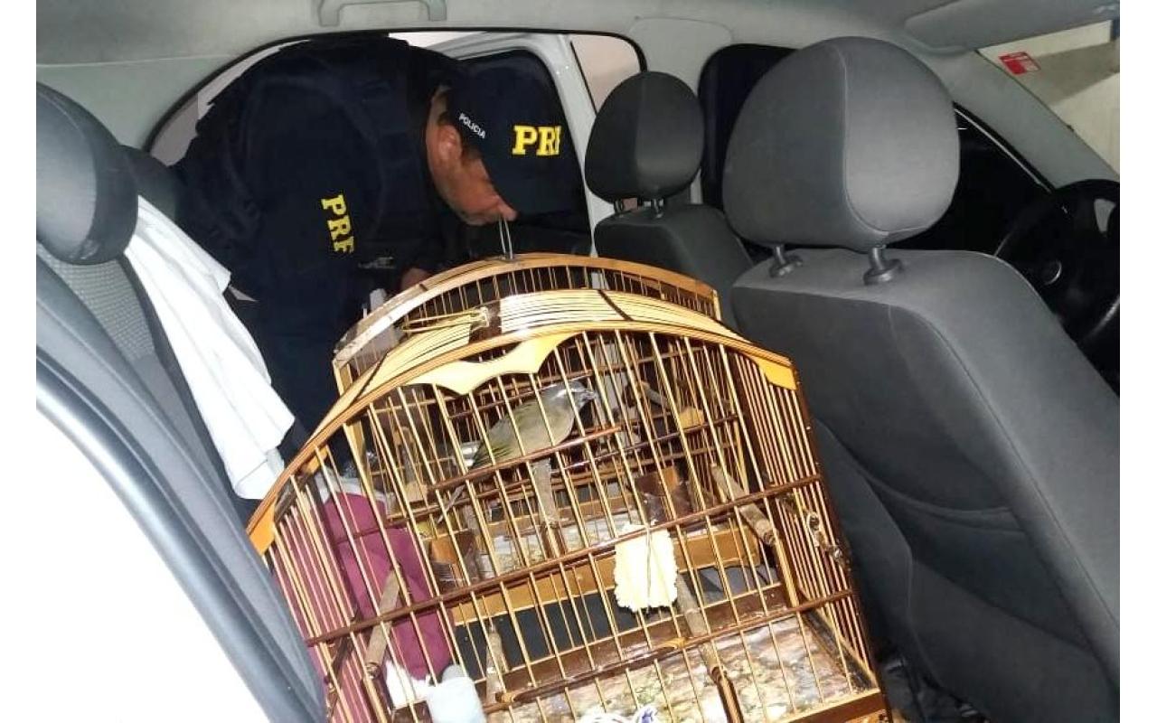Pássaros silvestres são encontrados dentro de carro na BR-282 em Rancho Queimado