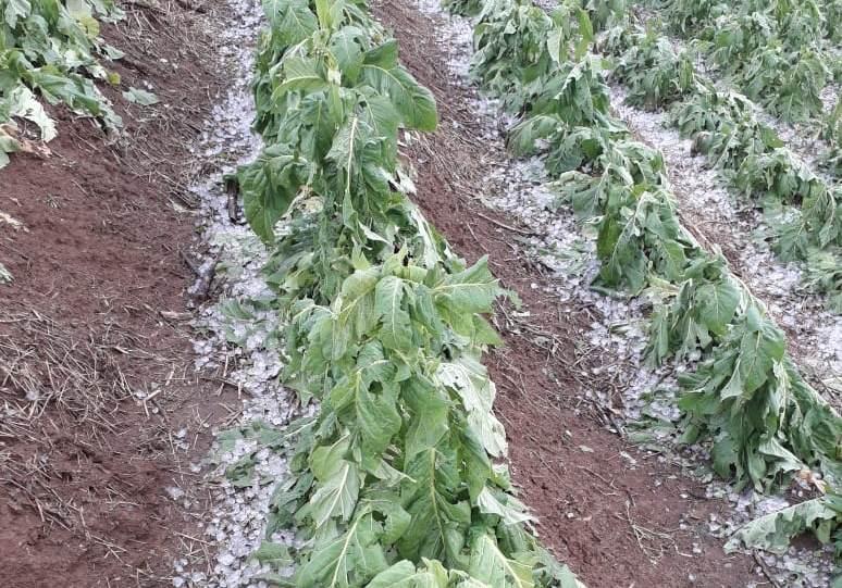 Pelo menos 400 fumicultores já acionaram a Afubra por conta do granizo