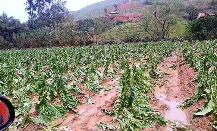 Pelo menos 400 fumicultores já acionaram a Afubra por conta do granizo