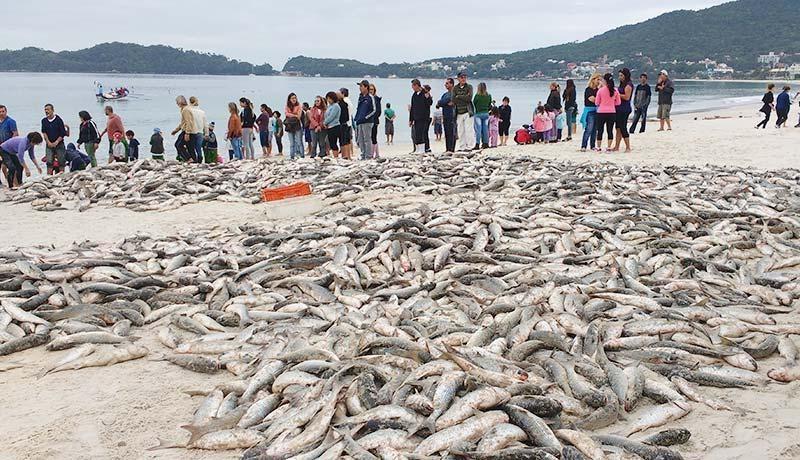 Pesca da tainha em 2023 está suspensa em Santa Catarina