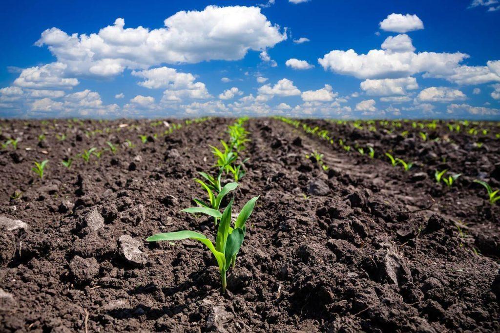 Planejamento agrícola e conservação do solo marcam preparação para a safra de grãos em Santa Catarina