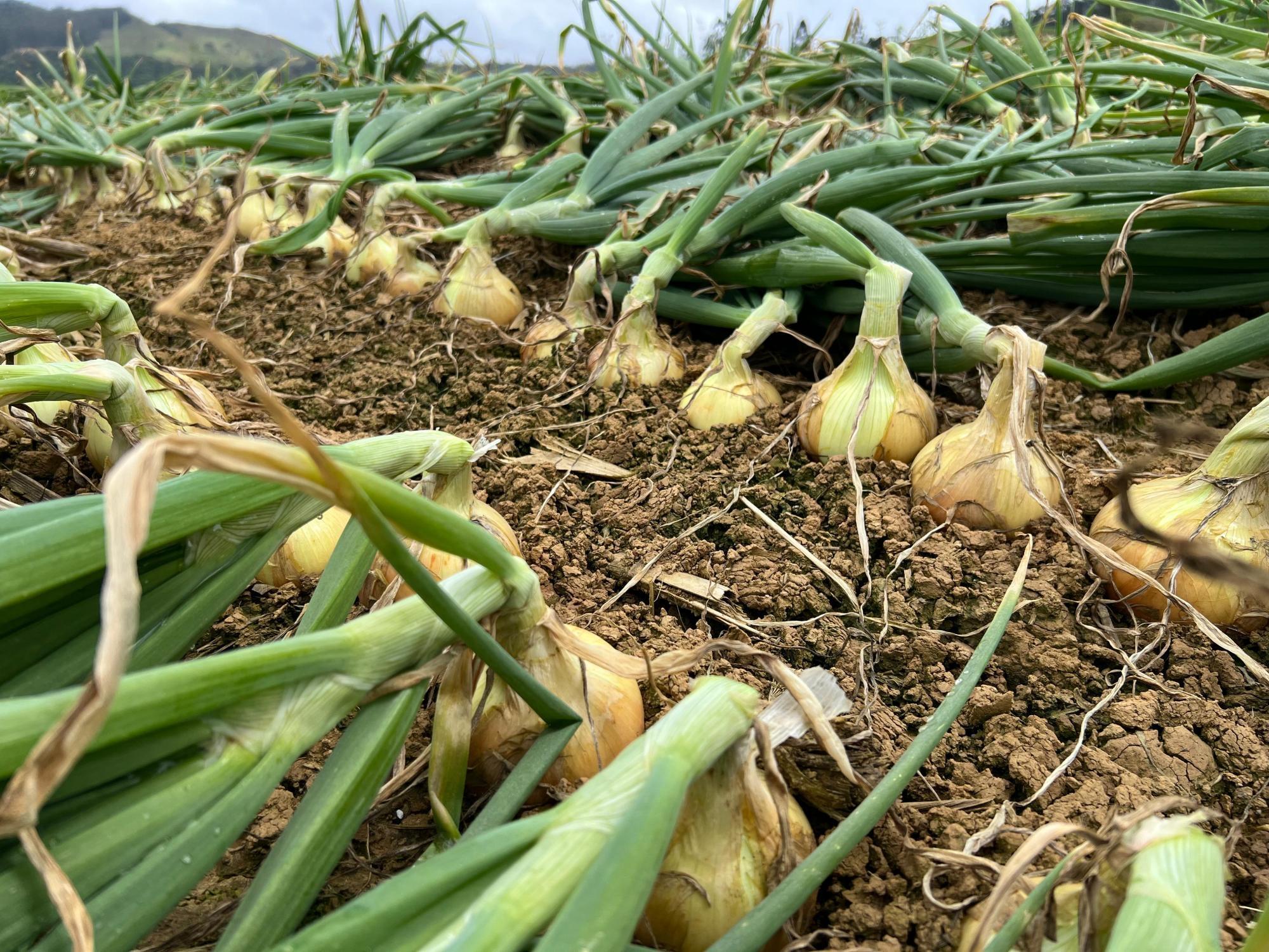 Planejamento pode definir lucro ou prejuízo na safra de cebola, alerta engenheiro agrônomo