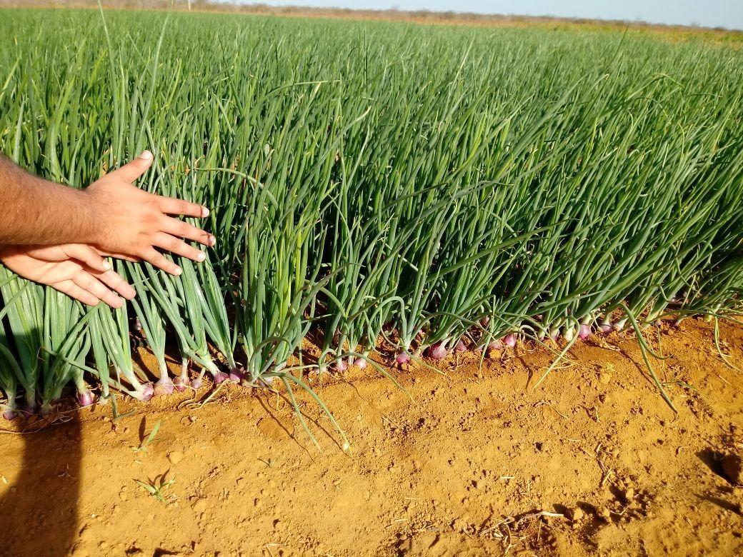 Plantio direto de cebola com cobertura de palhada pode gerar até 6 toneladas a mais por hectare 