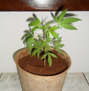 PM localiza pé de maconha em vaso ao atender ocorrência de violência doméstica em Ituporanga