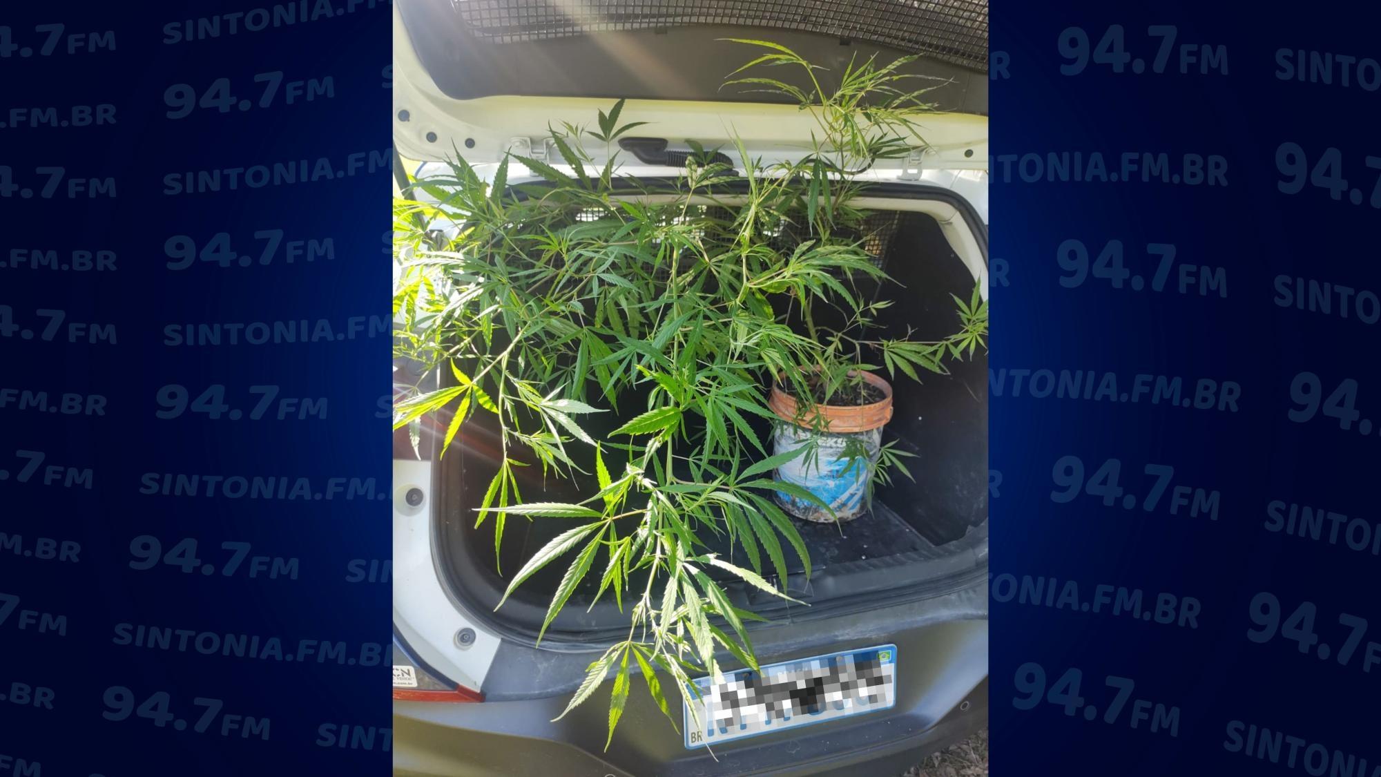 Guarda Municipal apreende planta com características semelhantes à maconha em patrulhamento preventivo