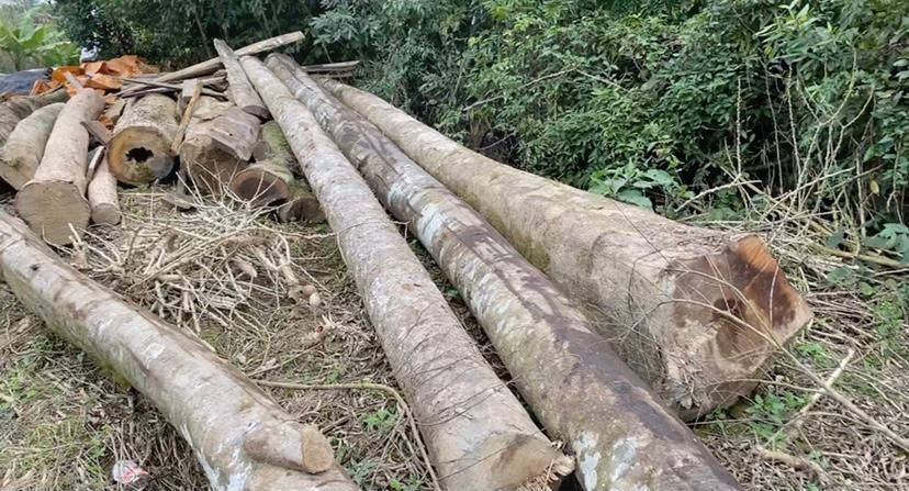 Polícia Civil cumpre mandado de busca em investigação de crime ambiental em Aurora 