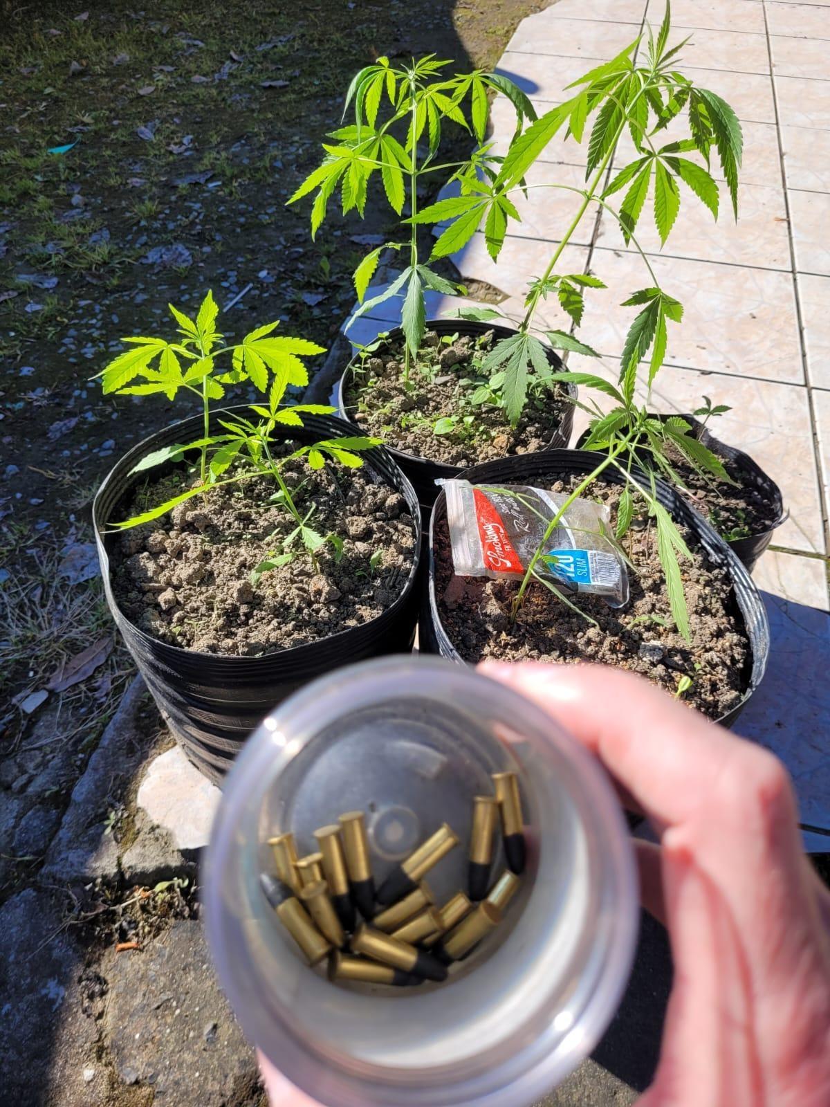 Polícia Civil prende homem com munições e pés de maconha
