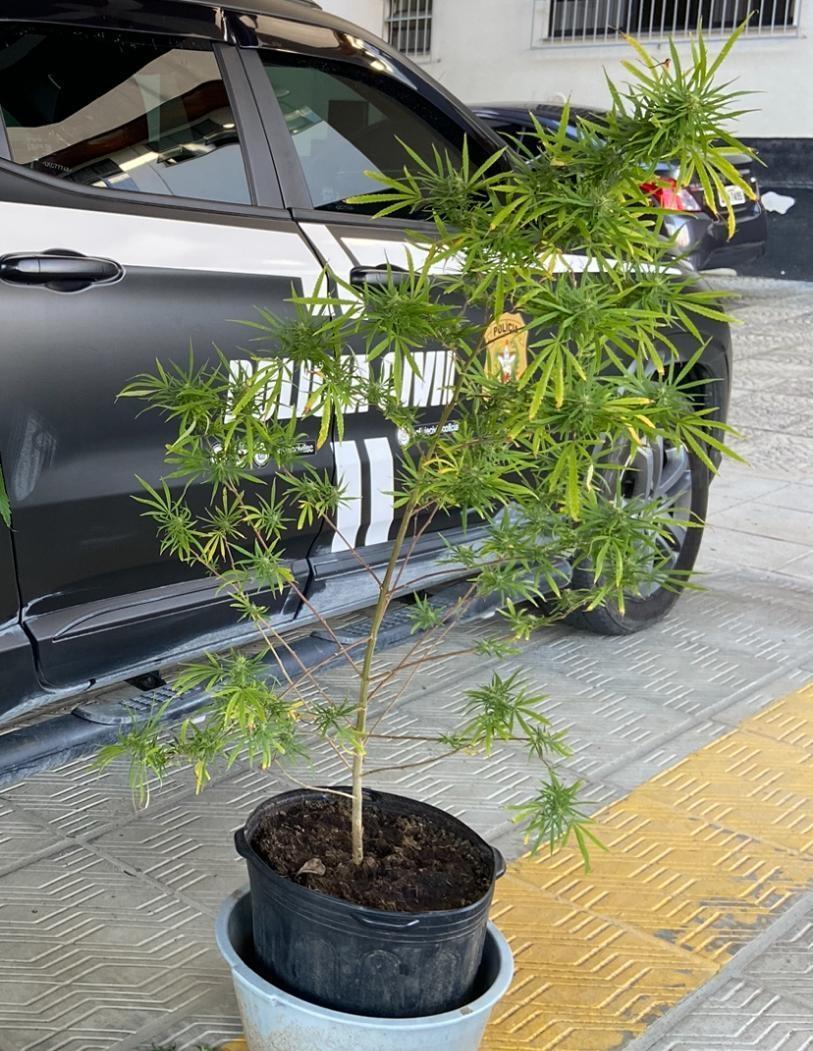Polícia Civil prende homem em flagrante delito pela prática do crime de tráfico de drogas