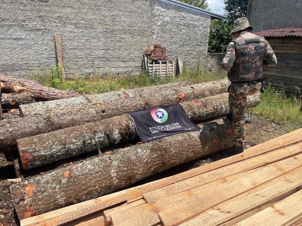 Polícia Militar flagra beneficiamento ilegal de pinheiro brasileiro em Otacílio Costa